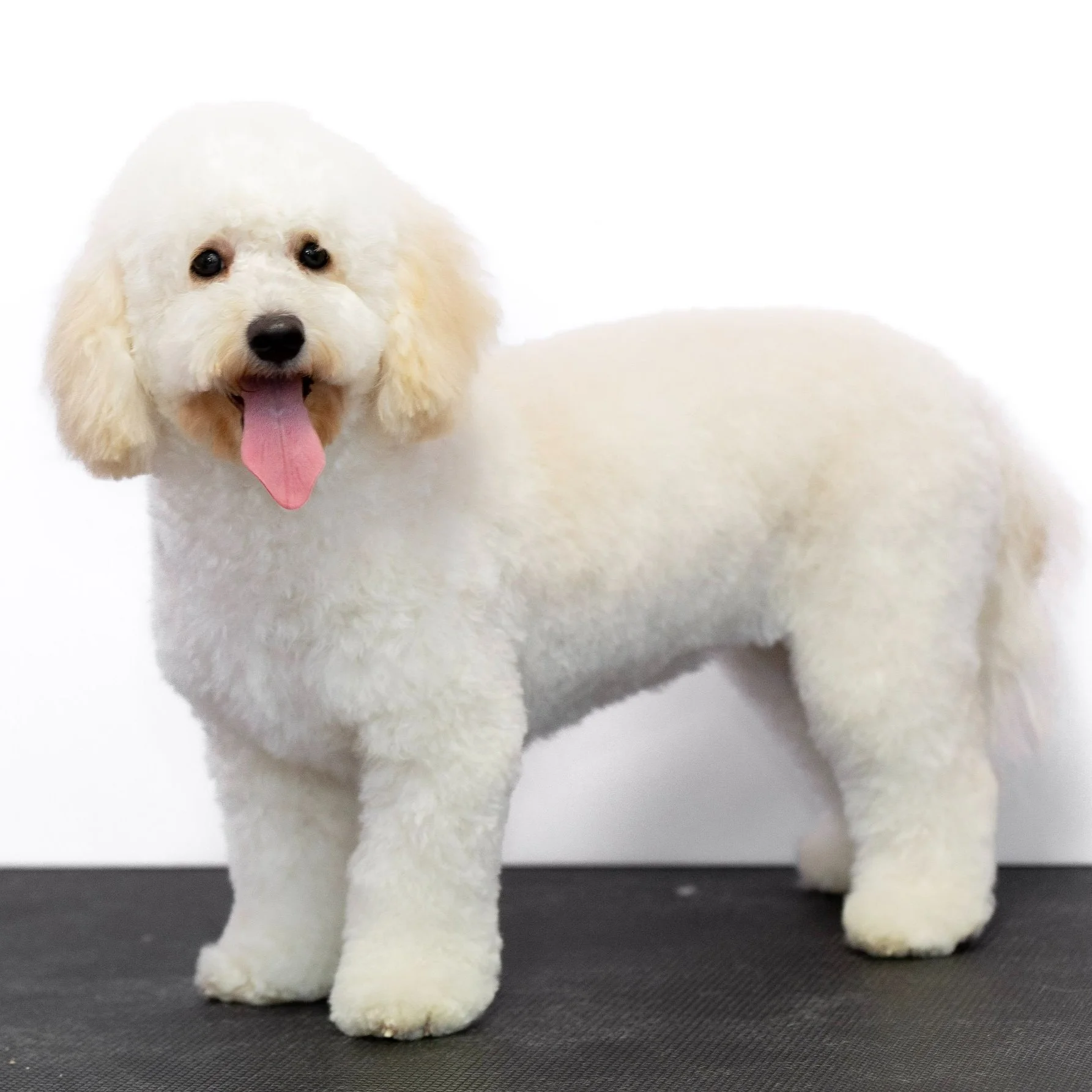Stylist to the Dogs Affordable pet grooming Narangba